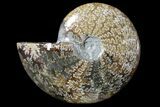Polished Ammonite Fossil - Madagascar #173172-1